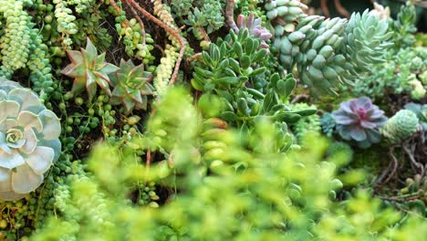 Rack-Fokus-Pulling-Shot,-Der-Eine-Variation-Von-Hybriden-Sukkulentenarten-Im-Garten-Einfängt