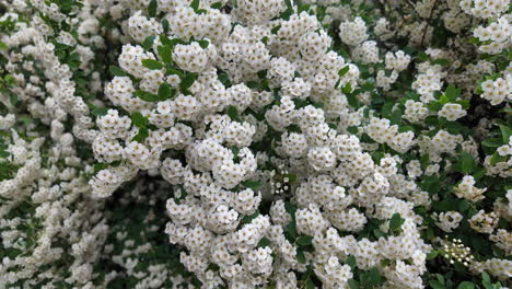 Weiße-Kleine-Blumen-Im-Garten