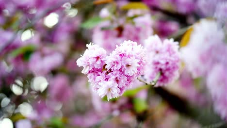 Rosa-Blüten-In-Einem-Baum,-Die-Sich-Im-Wind-Wiegen