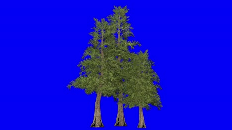 3D-western-red-cedar-cluster-with-wind-effect-on-blue-screen-3D-animation