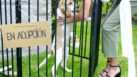 Plano-General-Del-Perro-Cocker-Spaniel-Para-Adopción