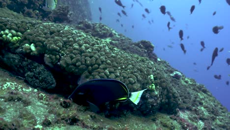 Pacific-Ocean-Goldrim-Sturgeonfish-nibbles-eating-algae-on-coral-reef