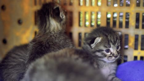 Mum-feeding-baby-cats-breastfeed-kitty,-kitten