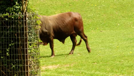An-Ankole-Watusi-cattle-walks-across-a-green-meadow-in-an-enclosure-in-a-zoo-on-a-sunny-day-and-disappears-behind-a-tree