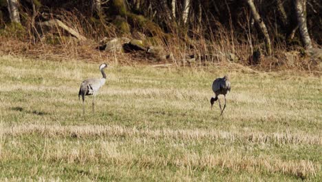 Aves-Grulla-Común-Buscando-Comida-En-Indre-Fosen,-Noruega---Toma-Amplia