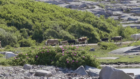 Herd-of-Cows-and-Calves-Walking-in-Line-Outdoors-in-Coastal-Landscape,-Slow-Motion