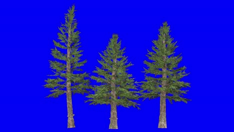 3D-norway-spruce-cluster-with-wind-effect-on-blue-screen-3D-animation