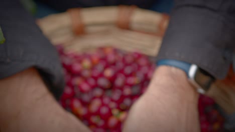 Hispanic-farmer-grabs-a-handful-of-ripe-coffee-beans-from-a-nest-in-the-lush-fields-of-Yauco,-Puerto-Rico