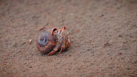 A-cute-little-hermit-crab-peeks-out-and-walks-away