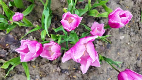 Draufsicht-Auf-Rosa-Tulpen-Auf-Dem-Feld---Nahaufnahme