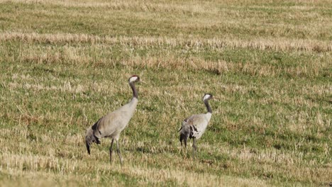 Common-Cranes-Standing-On-A-Field-In-Indre-Fosen,-Norway---Wide-Shot