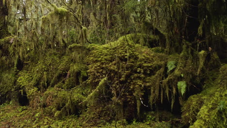 Olympic-National-Park,-Washington-State,-USA---Nurse-Logs-Discovered-Within-the-Ancient-Woodland-of-the-Hoh-Rainforest---Sideways-Shot