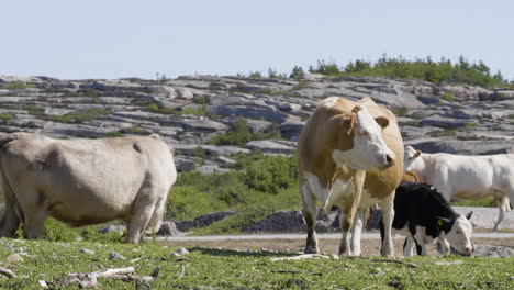 Cow-Grazing-Around,-Coastal-Cliff-Area,-Slow-Motion