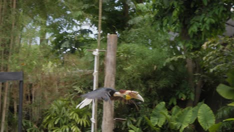 Hornbill-in-flight-during-a-bird-show-at-Bali-Zoo,-slow-motion-shot