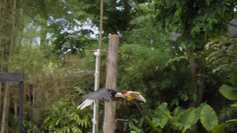 Cálao-En-Vuelo-Durante-Un-Espectáculo-De-Aves-En-El-Zoológico-De-Bali,-Tiro-En-Cámara-Lenta