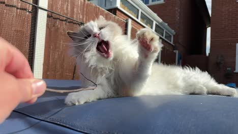 Meine-Süße-Ragdoll-Katze-Spielt-Mit-Einem-Stock-Im-Garten---Zeitlupe