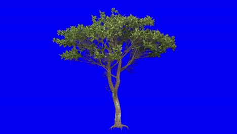 3D-italian-stone-pine-tree-with-wind-effect-on-blue-screen-3D-animation