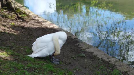 Cisne-En-Waters-Edge-Acicalamiento-Y-Limpieza-De-Plumas-En-El-Foso-Del-Palacio-Del-Obispo-En-Wells,-Somerset,-Inglaterra