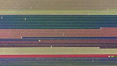 Drone-top-down-shot-of-beautifully-green-red-blue-rainbow-colors-of-tulip-fields