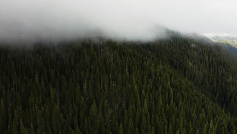 Üppiger-Grüner-Kiefernwald-An-Einem-Nebligen-Tag-Auf-Der-Olympic-Halbinsel,-Washington,-USA
