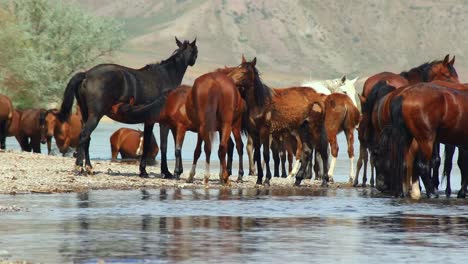 El-Espíritu-Indómito-De-Los-Caballos-Salvajes,-Ganado-Domesticado,-Que-Deambulan-Libremente-En-El-Calor-Del-Verano