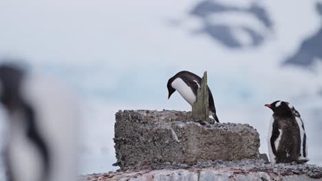 Lustige-Pinguine-Streiten-Sich-In-Der-Antarktis,-Lustige-Tiere-Mit-Pinguinen-Auf-Der-Antarktischen-Halbinsel,-Wildtiere-Und-Tierurlaub,-Die-Von-Der-Stange-Fallen,-Beweise-Für-Menschliche-Einflüsse-Und-Umweltprobleme