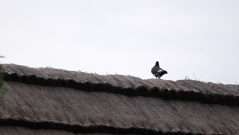 Eine-Taube-Läuft-Auf-Dem-Dach-Eines-Traditionellen-Historischen-Hauses