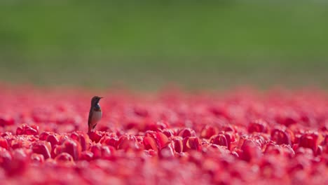 Pájaro-Solitario-De-Pechiazul-Parado-En-Medio-De-Un-Vibrante-Campo-De-Tulipanes-Rojos,-Bajo-Un-Cielo-Despejado,-Día