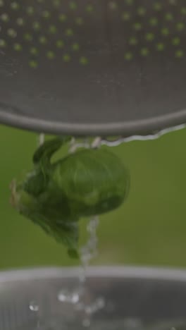 food-macro-vertical-close-up-of-Brussels-sprout-green-organic-garden-vegetable-falling-in-to-water-healthy-vegetarian-diet