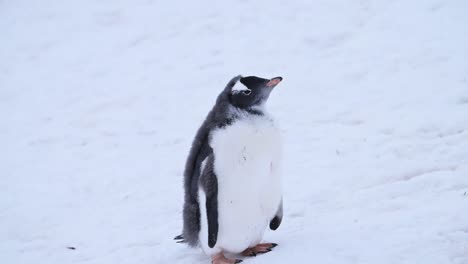 Cute-Young-Baby-Penguin-Chick-on-Antarctica-Wildlife-and-Animal-Vacation-on-Antarctic-Peninsula,-Close-Up-Portrait-of-Gentoo-Penguins-Babies-in-the-Winter-Snow-and-Snowy-Icy-Colony