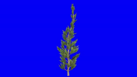 3D-hollywood-juniper-tree-with-wind-effect-on-blue-screen-3D-animation