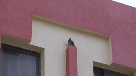 Pigeon-Hiding-From-Rain-Under-Shop-Roof,-Dubai,-Slow-Motion