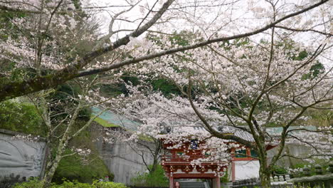 Mujer-Caminando-Dentro-Del-Templo-Budista-Tsubosakadera-Con-Flores-De-Sakura-En-Takatori,-Japón