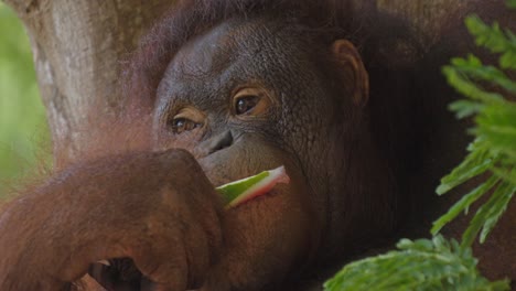 Close-up-of-an-orangutan's-face-eating-watermelon