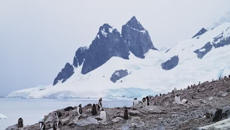 Antarctica-Mountains-Landscape-and-Penguins,-Gentoo-Penguin-Colony-and-Beautiful-Dramatic-Amazing-Scenery-in-Antarctic-Peninsula-on-Rocky-Rocks-with-Mountain-Peaks-and-Summits