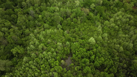 The-lush-wolf-river-forest-canopy-in-collierville,-tennessee,-vibrant-greenery,-aerial-view