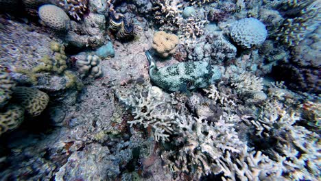 Mapa-De-Peces-Globo-Escondidos-En-Arrecifes-De-Coral-En-Dahab,-Egipto---Toma-Submarina