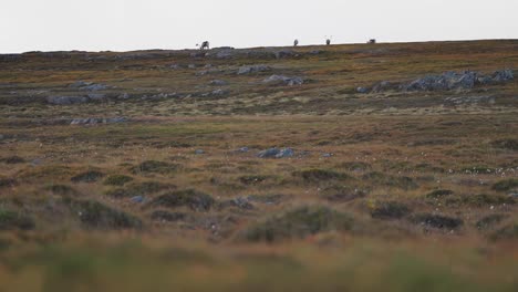 Eine-Herde-Wilder-Rentiere-Zieht-Grasend-Durch-Die-Norwegische-Tundra