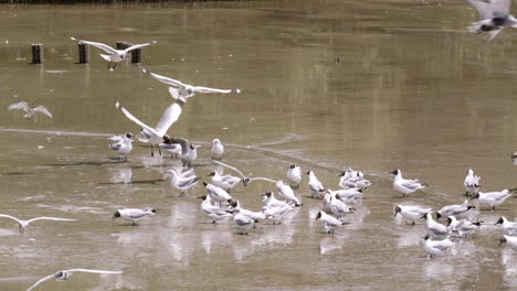 Flock-of-birds-flying-around-while-the-rest-of-the-black-headed-seagulls,-Chroicocephalus-ridibundus-are-wading-in-the-murky-esturaine-waters-in-Bangphu,-Samut-Prakan,-in-Thailand