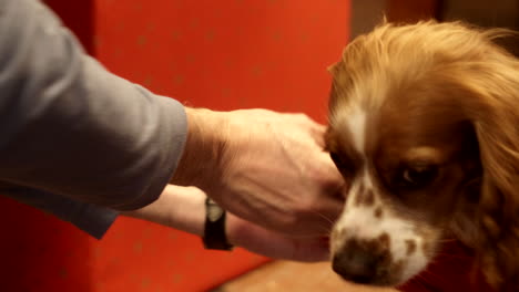 Detail-shot-of-cocker-spaniel-dog-dressing