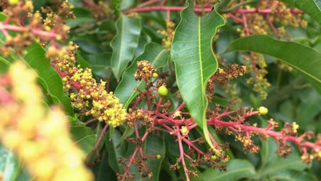 Small-green-Mangos-and-tree-flowers-growing-ready-to-grow-into-young-tropical-fruit-exotic