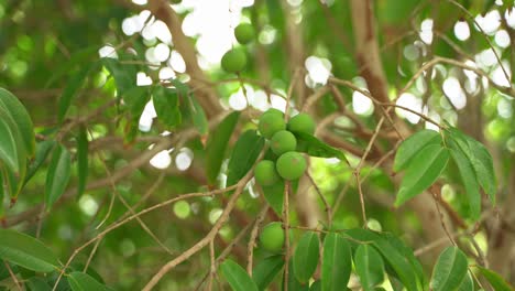 Nice-beautiful-shot-of-young-green-figs-not-yet-ready-for-harvest