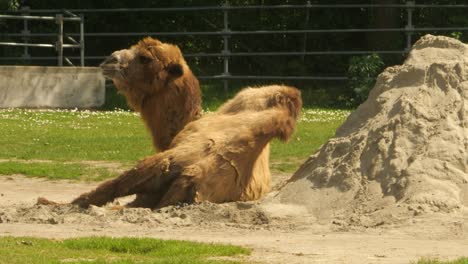 Un-Camello-Bactriano-Yace-Masticando-Al-Sol-Junto-A-Un-Montón-De-Arena-En-Un-Recinto-De-Un-Zoológico