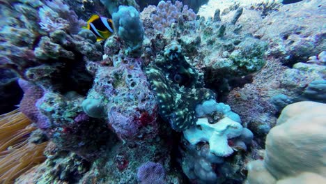 Octopus-hiding-Coral-Reef-And-Fishes-In-The-Ocean-In-Dahab,-Egypt---Underwater-Shot