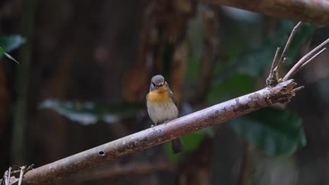 Camera-zooms-in-as-it-turns-its-head-to-tilt-looking-at-the-camera,-Indochinese-Blue-Flycatcher-Cyornis-sumatrensis,-Female,-Thailand