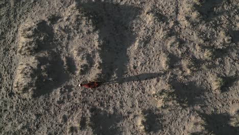 Top-down-aerial-view-in-the-stark-vastness-of-Utah,-USA,-a-solitary-cow-stands-amid-the-dry-and-desolate-scenery,-symbolizing-resilience-and-survival-in-the-face-of-harsh-environmental-challenges