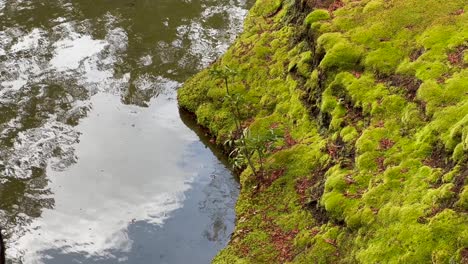 Reflexiones-Sobre-Un-Estanque-Con-Un-Paisaje-Cubierto-De-Musgo-En-Kokedera-O-Templo-De-Musgo-En-Kioto,-Japón