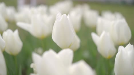 Close-up-shot-of-amazing-white-tulips-blooming-in-garden-in-a-field-with-blurred-background-on-a-spring-day