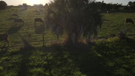 sliding-panorama-of-cows-enjoying-lush-green-grass-in-Palmetto,-Florida