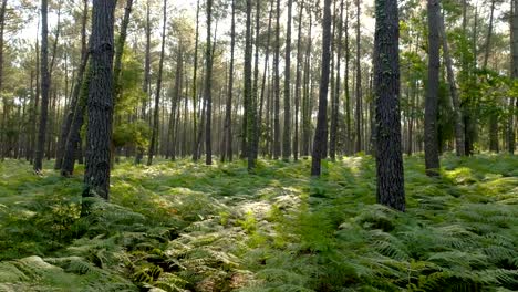 Ein-Kiefernwald-Mit-Vielen-Farnen,-Gefilmt-Mit-Einer-Drohne,-Die-Sehr-Tief-Rückwärts-Fliegt